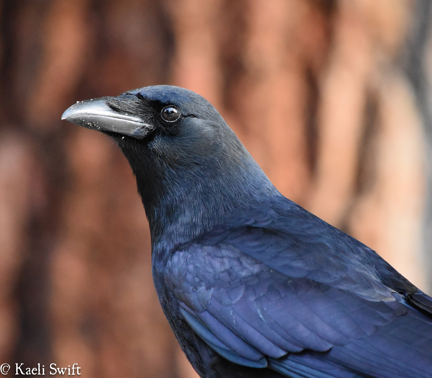 crow science on tap