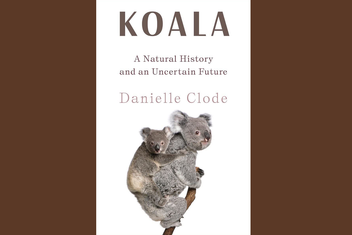 koala science on tap