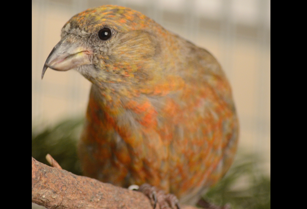birds crossbill science on tap or wa