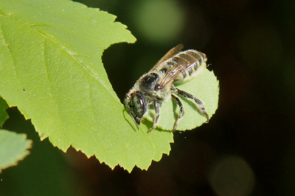 native bee native garden PNW Science on Tap OR WA