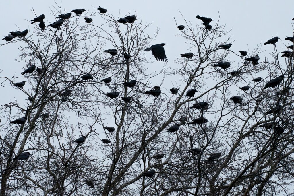 crows in portland | science on tap