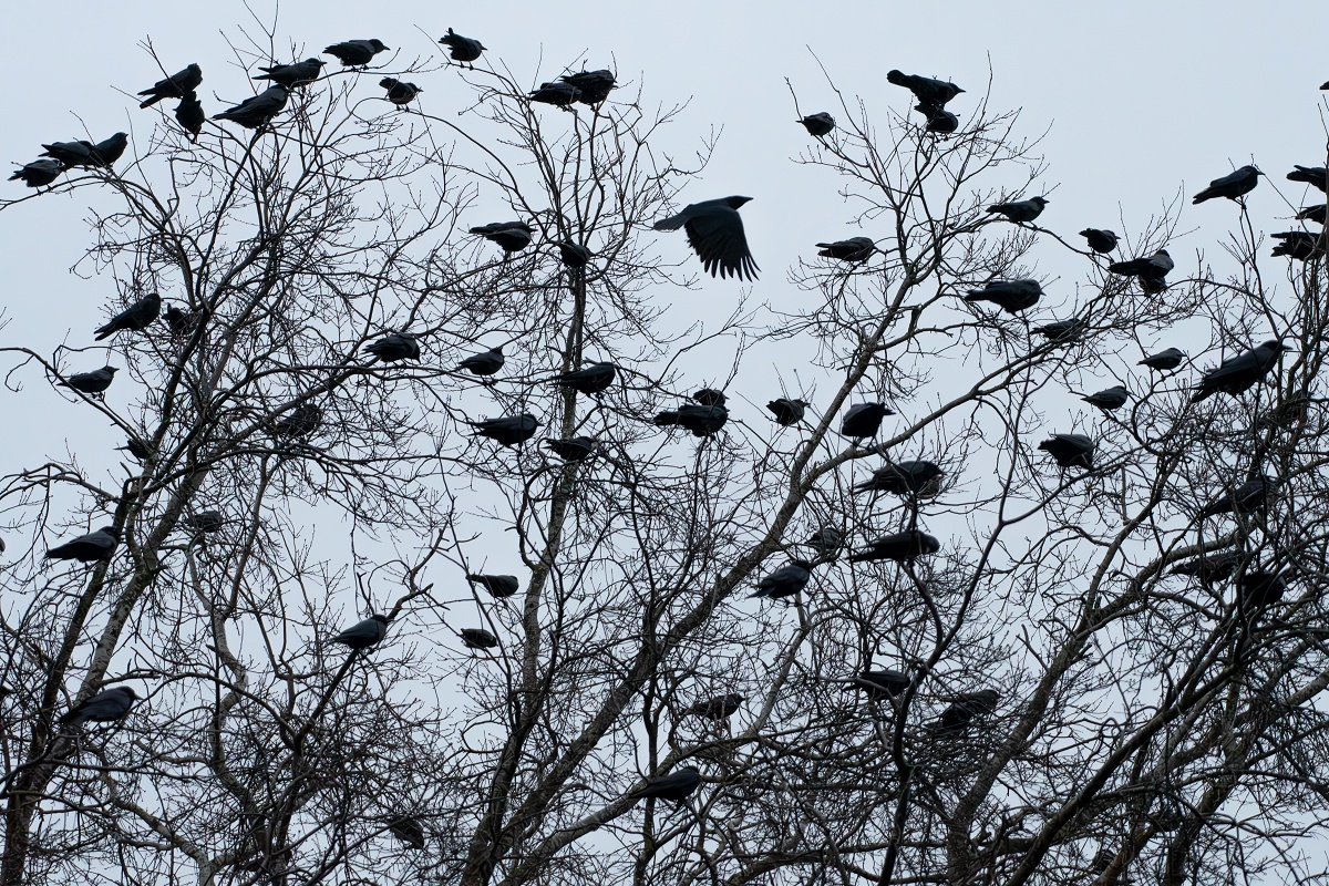 crows in portland | science on tap