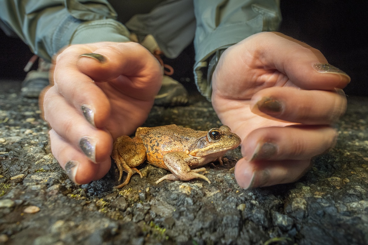 science on tap red legged frogs